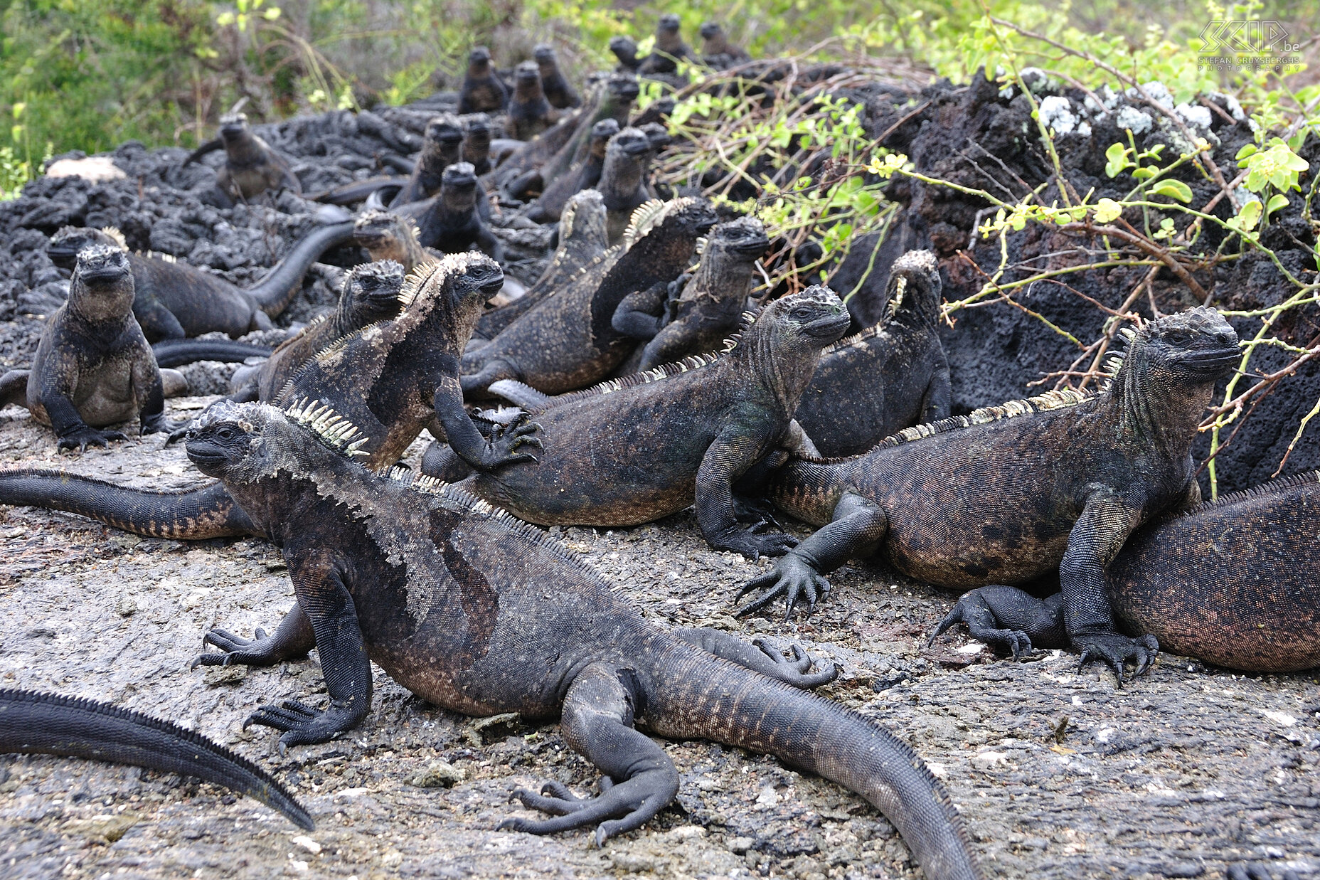 Galapagos - Isabela - Zeeleguanen Zonnende zeeleguaanen op het eiland Isabela. Zeeleguanen zijn endemisch op de Galapagoseilanden en ze leven enkel van zeewier en daardoor zijn ze zeer afhankelijk van de stromingen rondom de eilanden en de jaarlijkse El Niño. Stefan Cruysberghs